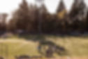 background-bellevue-establishing-shot-field.jpg